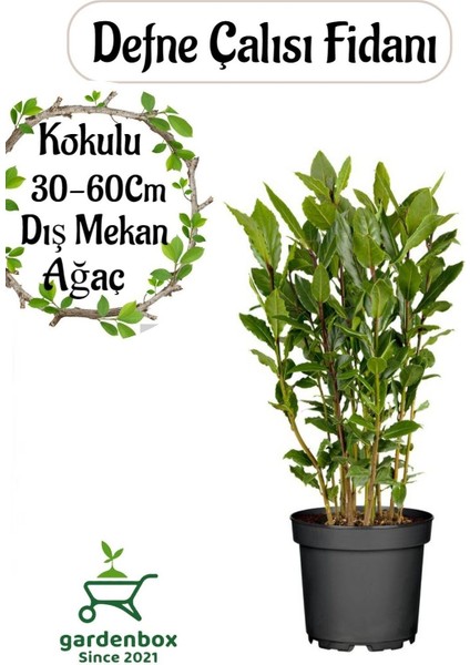 Yoğun Kokulu Defne Fidanı 30-60 cm 1 Adet Saksılı/Tüplü Bahçe Bitkisi (Laurus Nobilis)