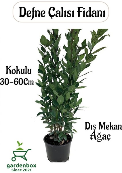 Yaprağı Kokulu Defne Fidanı 1 Adet Saksılı/Tüplü Laurus Nobilis
