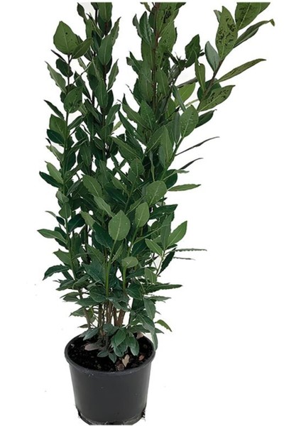 Yaprağı Kokulu Defne Fidanı 1 Adet Saksılı/Tüplü Laurus Nobilis