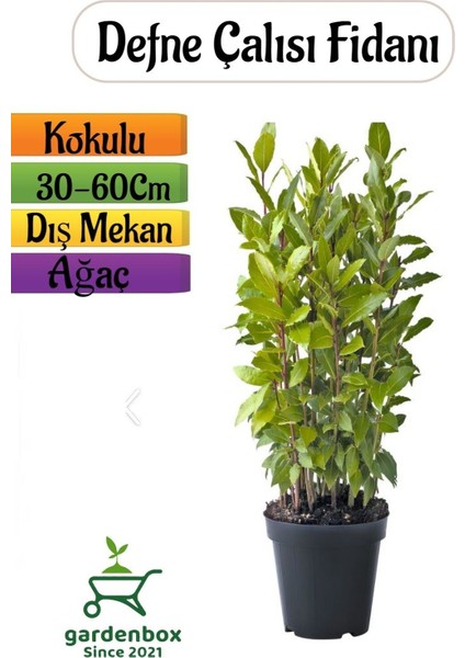Defne Fidanı 1 Adet Saksılı/Tüplü