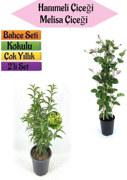 Mis Kokulu Melisa Fidanı Kokulu Hanımeli Çiçeği(40-80 cm) 2 Adet Kokulu Bahçe Seti