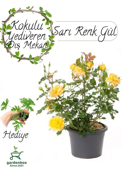 Kokulu Yediveren Sarı Renk Gül Fidanı Saksıda 30-50 cm+ Itır Çiçeği
