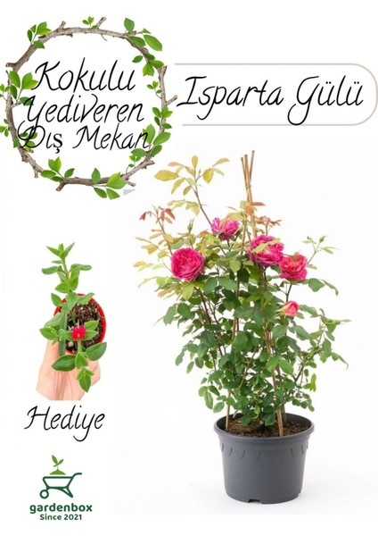 Formlu Yoğun Kokulu Pembe Gül Fidanı 1 Adet Saksılı 30-60 cm+ Buz Çiçeği