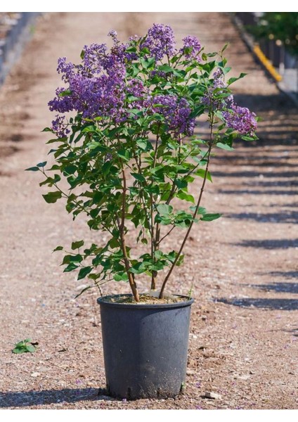 Harika Kokulu Leylak Çiçeği Fidanı 1 Adet Saklsılı (40-60 cm) Bahçe Çiçeği (Syringa)