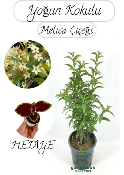 Kokulu Melisa Çiçeği Saksılı 30-50 cm +Yaprak Güzeli Hediye