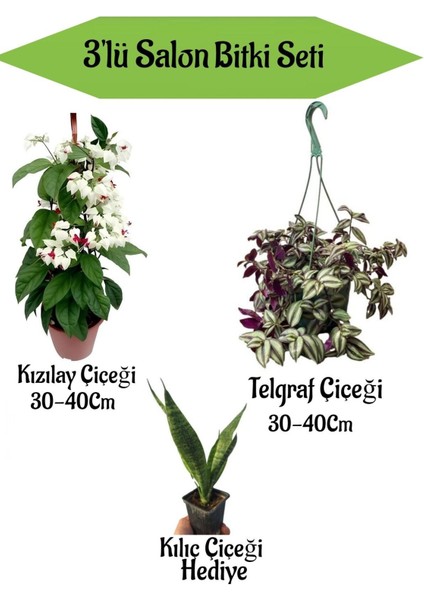 Kızılay Çiçeği+ Telgraf Çiçeği+ Hediyelik Kılıç Çiçeği
