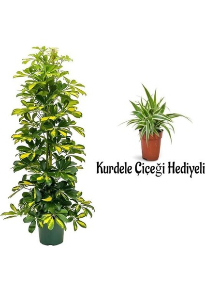 Videolu Alacalı Şeflera BITKISI(80-120 cm) 1 Adet Saksılı Kurdele Çiçeği Hediyeli İç Mekan Bitkisi