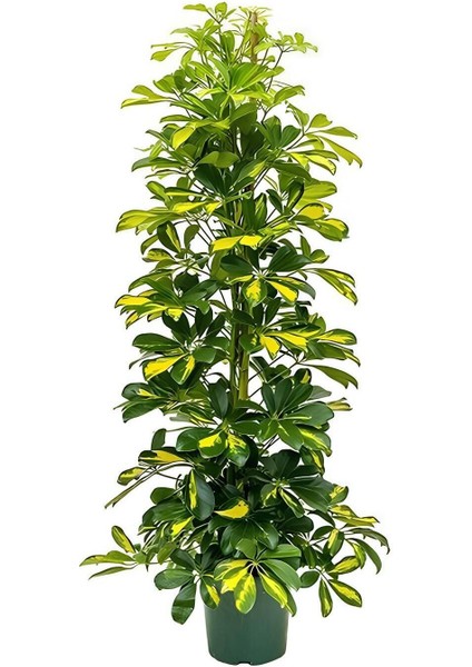 Videolu Alacalı Şeflera BITKISI(80-120 cm) 1 Adet Saksılı Kurdele Çiçeği Hediyeli İç Mekan Bitkisi fiyatları