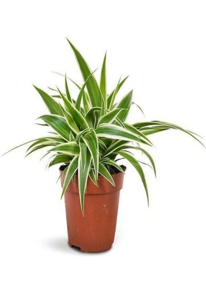 Videolu Alacalı Şeflera BITKISI(80-120 cm) 1 Adet Saksılı Kurdele Çiçeği Hediyeli İç Mekan Bitkisi modelleri