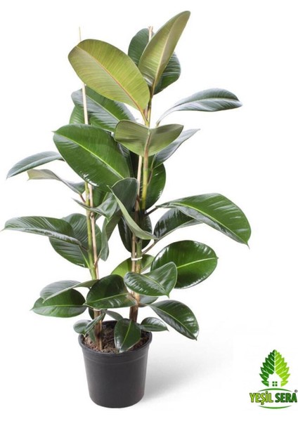 Kauçuk Bitkisi Ikili (80-90 cm)