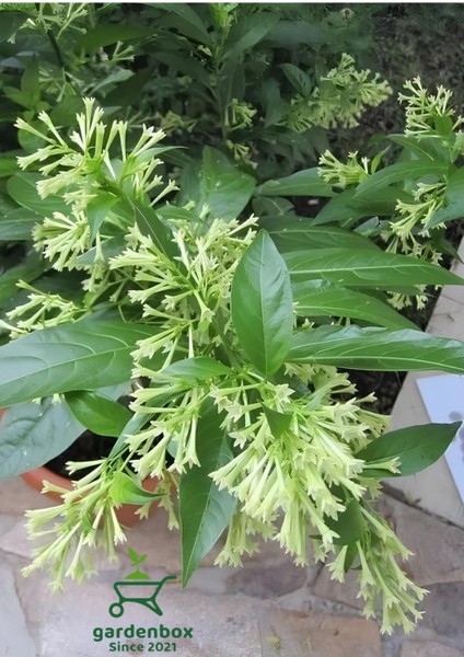 Gece Kokan Melisa Çiçeği 1 Adet Saksılı 30-50 cm (Cestrum Nocturnum)