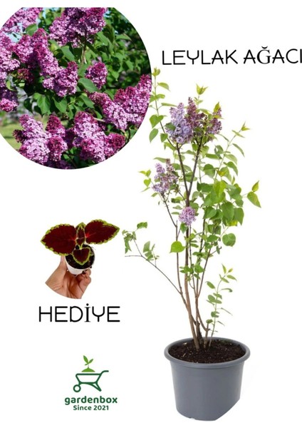Yoğun Kokulu Leylak Çiçeği Fidanı 1 Adet Saksılı (40-60 cm)+Yaprak Güzeli