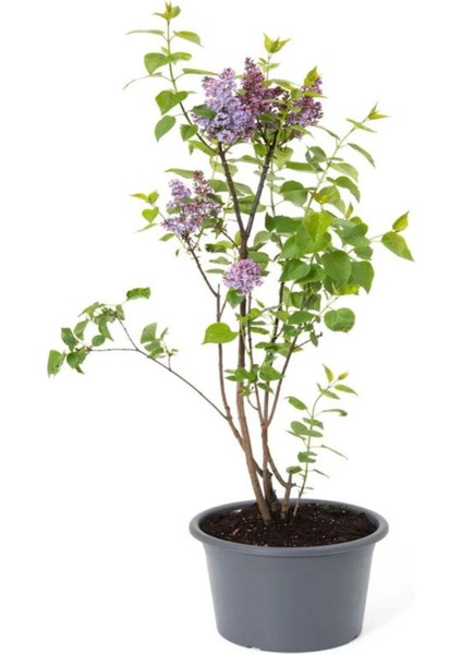 Yoğun Kokulu Leylak Çiçeği Fidanı 1 Adet Saksılı (40-60 cm)+Yaprak Güzeli
