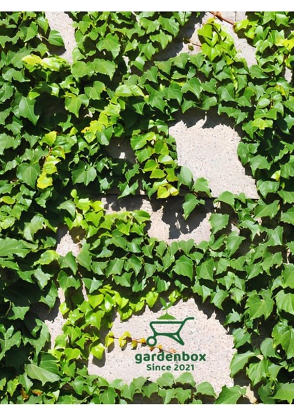Yeşil Hedera Helix Duvar Sarmaşığı 1 Adet Saksılı 30-50 cm+Yeşim Para Çiçeği