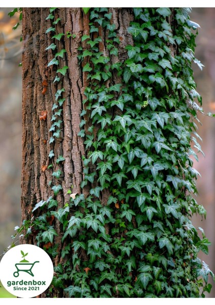 Yeşil Hedera Helix Ağaç Sarmaşığı 1 Adet Saksılı 20-40 cm