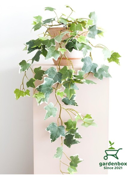 Alacalı Hedera Helix Sarmaşık 1 Adet Saksılı 30-60 cm