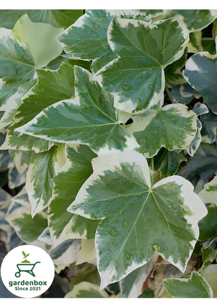 Hedera Helix Duvar Ağaç Sarmaşığı 1 Adet Saksılı 30-40 cm