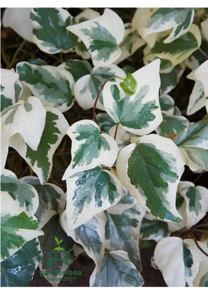 Hedera Helix Duvar Ağaç Sarmaşığı 1 Adet Saksılı 30-40 cm fiyatları