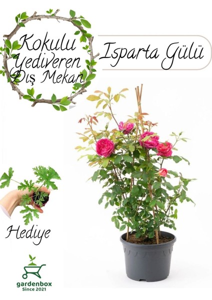 Yoğun Kokulu Pembe Isparta Gülü Fidanı 1 Adet Saksılı 30-50 cm+Itır Çiçeği