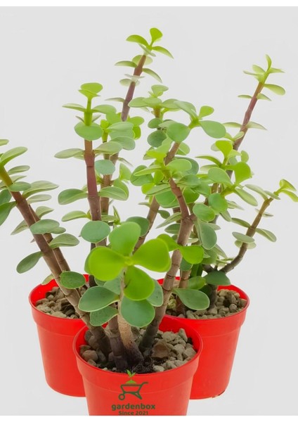 Masa Ofis Çiçeği 1 Adet Saksılı Yeşim Çiçeği 10-15 cm
