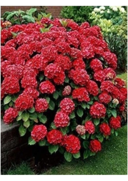 4 Adet Kırmızı,pembe,mor,beyaz İthal Ortanca Fidanı Tüplü Özel 30-50 cm