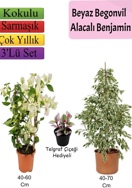 Beyaz Alacalı Benjamin Bitkisi+ Beyaz Begonvil+ Telgraf Çiçeği Hediyeli