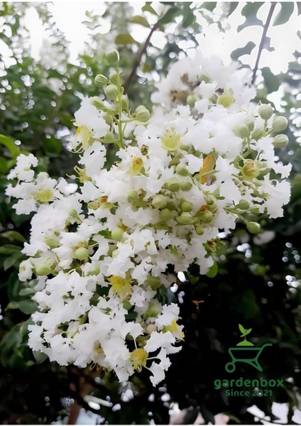 Beyaz Oya Ağacı Çiçeği Fidanı Saksılı 1 Adet 30-60 cm Bahçe Peyzaj Bitkisi