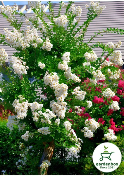 Beyaz Oya Ağacı Çiçeği Fidanı Saksılı 1 Adet 30-60 cm Bahçe Peyzaj Bitkisi modelleri