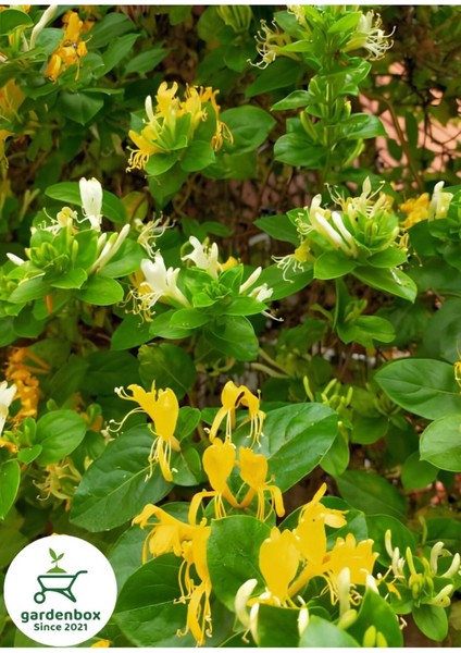 Kokulu Hanımeli Çiçeği 1 Adet 50-70 cm Sakıslı Sarmaşık Bitki (Lonicera Periclymenum)