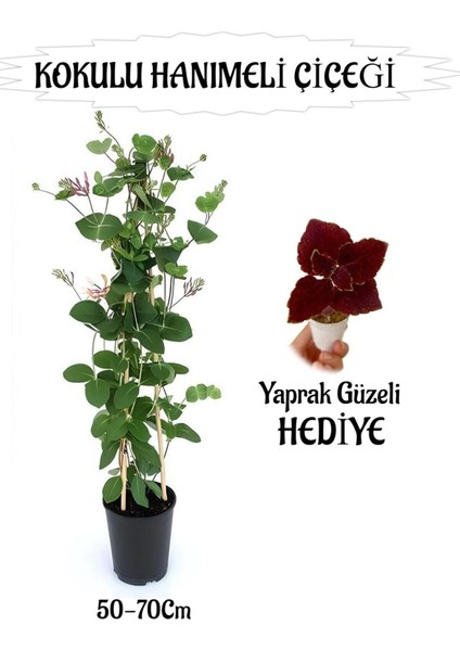 Mis Kokulu Hanımeli Çiçeği 1 Adet+Bordo Yaprak Güzeli