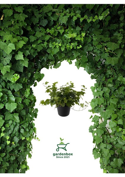 Hedera Helix Sarmaşığı Saksıda 1 Adet 30-40 cm Makrome Saksılı