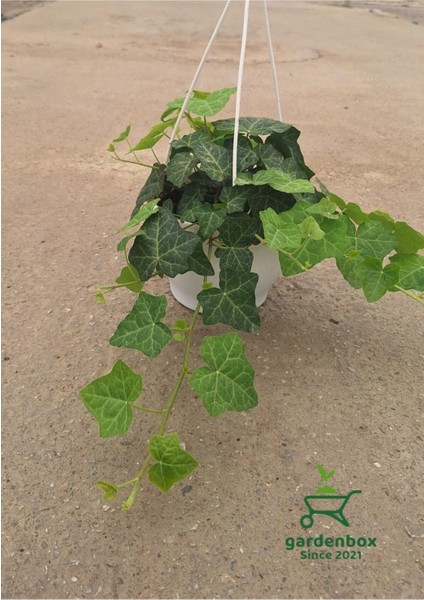 Hedera Helix Sarmaşığı Saksıda 1 Adet 30-40 cm Makrome Saksılı