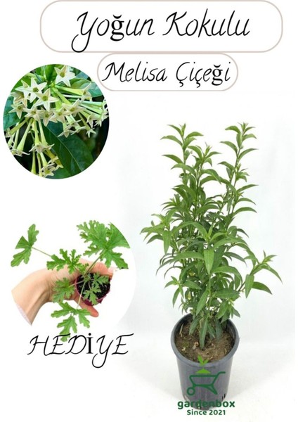 Mis Kokulu Melisa Çiçeği Fidanı 1 Adet 30-50 cm Saksılı+Itır Çiçeği