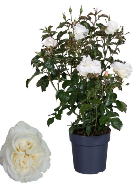 Canlı Beyaz Gül Fidanı Saksıda 30-50 cm Pembe Telgraf Çiçeği fiyatları