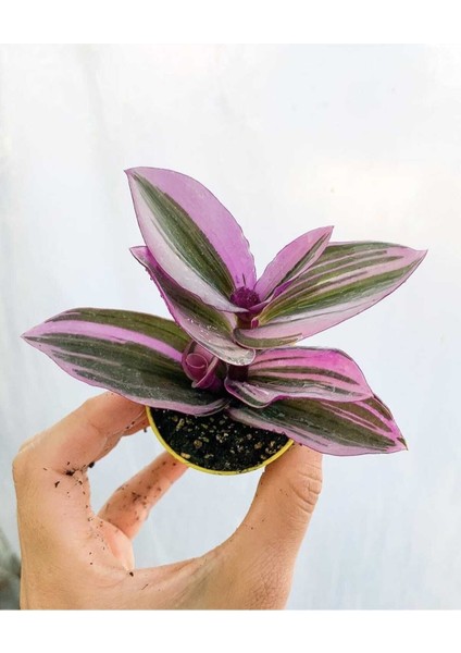 Canlı Beyaz Gül Fidanı Saksıda 30-50 cm Pembe Telgraf Çiçeği modelleri