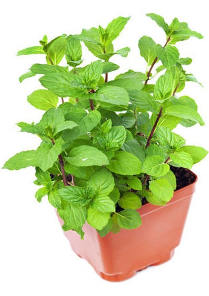Aromatik Kokulu Mutfak Seti Itır Çiçeği+Nane+Kekik+Biberiye Fidesi 4 Adet