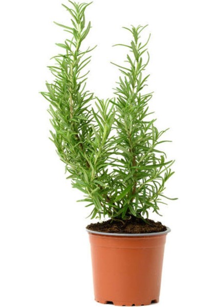 Aromatik Kokulu Mutfak Seti Itır Çiçeği+Nane+Kekik+Biberiye Fidesi 4 Adet