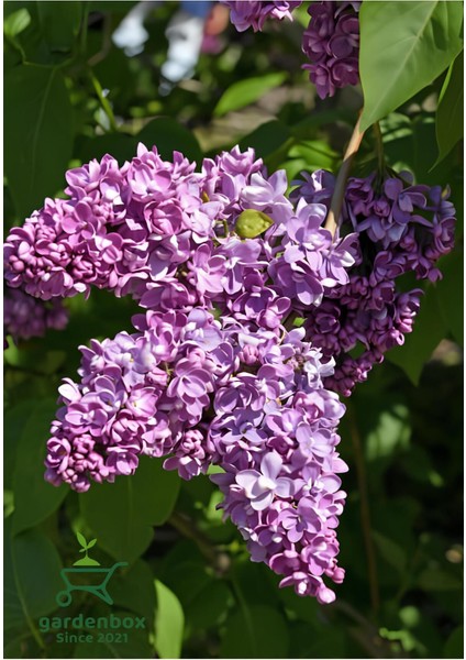 Mis Kokulu Leylak Çiçeği 1 Adet Saksılı/Tüplü 40-60 cm Dış Mekan Bitkisi (Syringa)