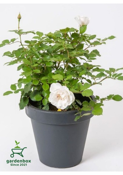 Beyaz Gül Fidanı Yediveren Salon Gülü 20-40 cm (White Rose)
