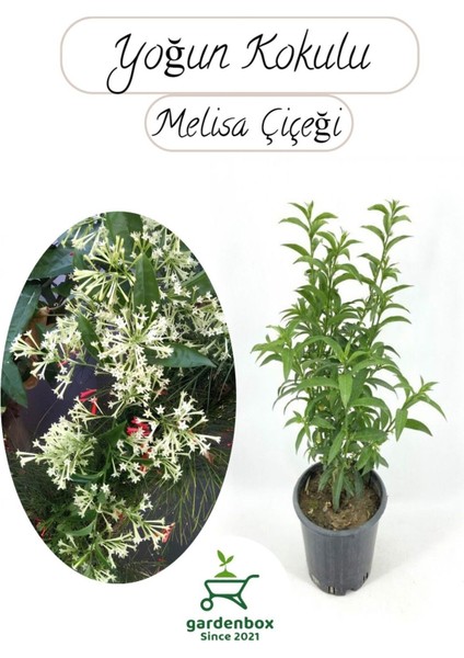Melisa Çiçeği Yoğun Kokulu 1 Adet 30-40 cm Saksılı(Cestrum Nocturnum)
