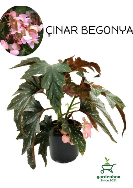 Pembe Çiçekli Çınar Begonya Çiçeği 1 Adet Saksılı 30-40 cm