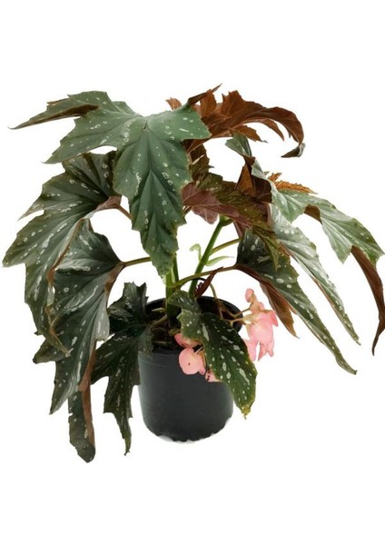 Pembe Çiçekli Çınar Begonya Çiçeği 1 Adet Saksılı 30-40 cm