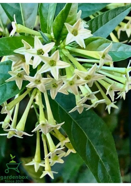 Mis Kokulu Melisa Çiçeği Fidanı 1 Adet 30-50 cm Saksılı+Itır Çiçeği fırsatları