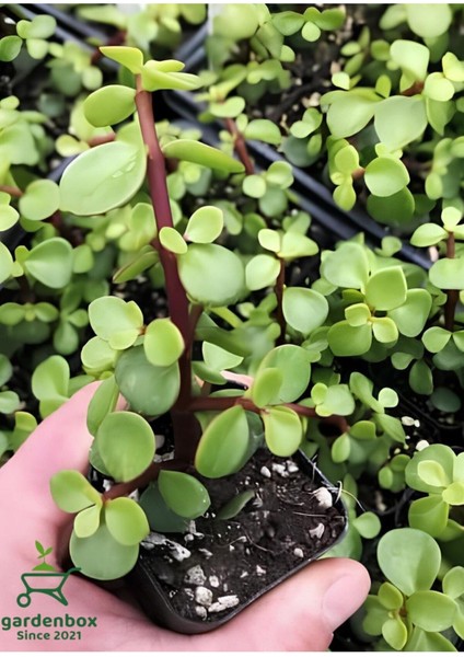 Yeşim Para Çiçeği 1 Adet Dekoratif Canlı Bitki 10-15 cm