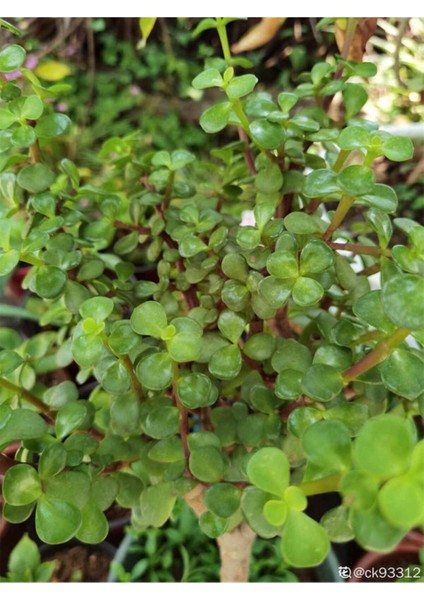 Para Yeşim Çiçeği 1 Adet Sukulent Dekoratif Bitki 10-15 cm(CRASSULA)