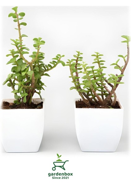 Yeşim Para Çiçeği 2 Adet Dekoratif Canlı Bitki 10-15 cm(CRASSULA)