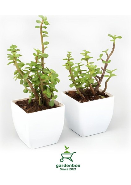 Yeşim Para Çiçeği 2 Adet Dekoratif Canlı Bitki 10-15 cm(CRASSULA)