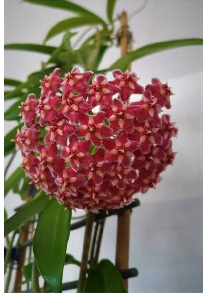 Videolu Kokulu Mum Çiçeği Kırmızı Kokulu 12-25 cm Saksıda(Hoya Carnosa)