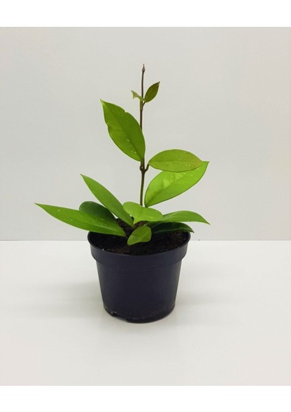 Videolu Kokulu Mum Çiçeği Kırmızı Kokulu 12-25 cm Saksıda(Hoya Carnosa) fiyatları