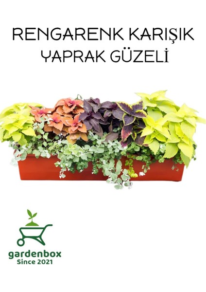 Yaprak Güzeli Kolyos Çiçeği 3 Adet Saksılı Balkon Çiçeği